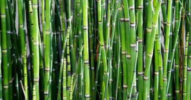 बिहार में अब बांस की खेती को आधुनिक उद्योग के रूप में विकसित किया जाएगा