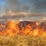 सीहोर जिले के उन्नतशील किसान नरवाई नहीं जलाने के लिए कर रहे प्रेरित