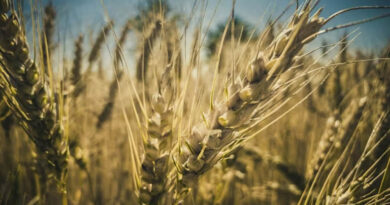 किसान ध्यान दें: समर्थन मूल्य पर गेहूं उपार्जन का अंतिम दिन कल, अभी कराएं पंजीयन  