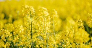 भावान्तर योजना 2025-26: किसान 20 मार्च तक कराएं सरसों पंजीयन, आधार और बैंक खाता लिंक करना अनिवार्य भावान्तर योजना 2025-26: किसान 20 मार्च तक कराएं सरसों पंजीयन, आधार और बैंक खाता लिंक करना अनिवार्य