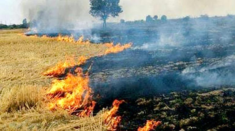 खंडवा: नरवाई जलाने वाले दो किसानों पर 2500-2500 का जुर्माना लगाया