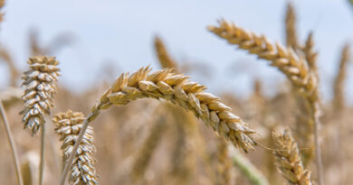 UP Wheat Mandi Rate: 10 मार्च को 2,300 से 2,625 रुपये प्रति क्विंटल तक बिका गेहूं, जानें आज के ताजा भाव UP Wheat Mandi Rate: 10 मार्च को 2,300 से 2,625 रुपये प्रति क्विंटल तक बिका गेहूं, जानें आज के ताजा भाव