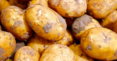 MP आलू मंडी रेट: किसानों को 400 से 1200 रुपये प्रति क्विंटल तक मिले भाव, जानें 10 मार्च के ताजा दाम MP आलू मंडी रेट: किसानों को 400 से 1200 रुपये प्रति क्विंटल तक मिले भाव, जानें 10 मार्च के ताजा दाम