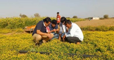 नागौरी पान मेथी को मिला कानूनी अधिकार