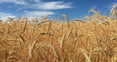 गेहूँ मंडी रेट (28 फरवरी 2026)