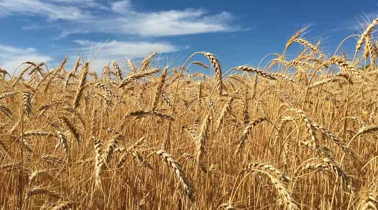 गेहूँ मंडी रेट (28 फरवरी 2026)