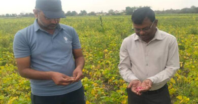 मध्यप्रदेश: सिवनी जिले में 200 एकड़ में किसानों ने बोई राजमा फसल, लगातार बढ़ रहा रकबा  