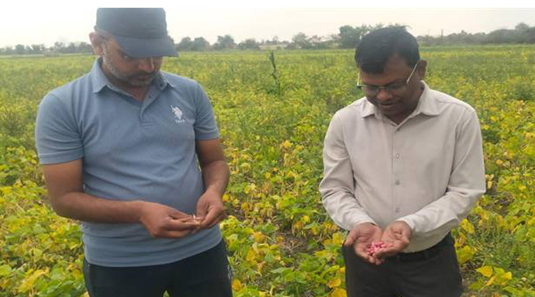 सिवनी जिले में राजमा फसल का बढ़ रहा क्षेत्र विस्तार