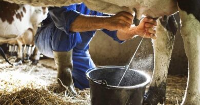 क्षीर धारा योजना के प्रथम चरण में भोपाल जिले के 76 ग्राम चयनित