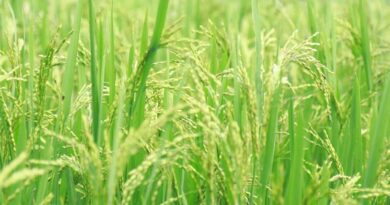 धान मंडी रेट (10 मार्च 2026)