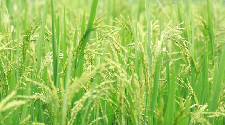 धान मंडी रेट (10 मार्च 2026)