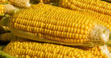 मक्का मंडी रेट (10 मार्च 2026)