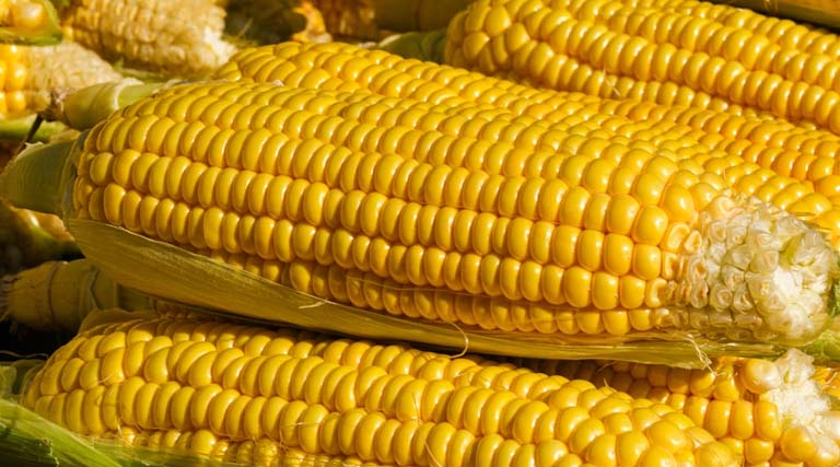 मक्का मंडी रेट (10 मार्च 2026)