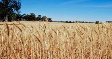 रबी 2026-27: गेहूं उपार्जन के लिए सिकमी और बटाईदार किसानों के पंजीयन का सत्यापन अनिवार्य  