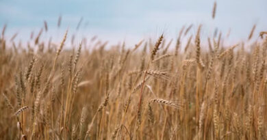 गेहूँ मंडी रेट (10 मार्च 2026)