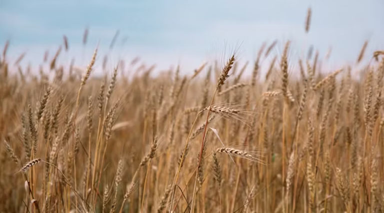 गेहूँ मंडी रेट (10 मार्च 2026)