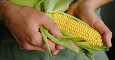 12 March Maize Mandi Rate: मध्य प्रदेश मंडियों में मक्का ₹1350 से ₹2150 प्रति क्विंटल तक बिका, कई बाजारों में अच्छे भाव