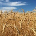 12 March Wheat Mandi Rate: उत्तर प्रदेश मंडियों में गेहूं ₹2210 से ₹2575 प्रति क्विंटल तक बिका, देखिए ताजा रेट