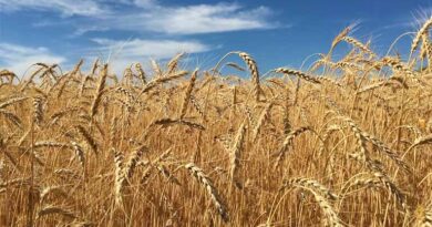 12 March Wheat Mandi Rate: उत्तर प्रदेश मंडियों में गेहूं ₹2210 से ₹2575 प्रति क्विंटल तक बिका, देखिए ताजा रेट