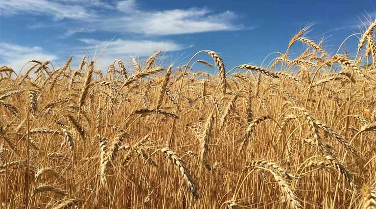 12 March Wheat Mandi Rate: उत्तर प्रदेश मंडियों में गेहूं ₹2210 से ₹2575 प्रति क्विंटल तक बिका, देखिए ताजा रेट