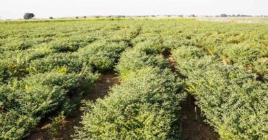 भिंड : चना एवं मसूर फसलों की बिक्री के लिए पंजीयन 16 मार्च तक