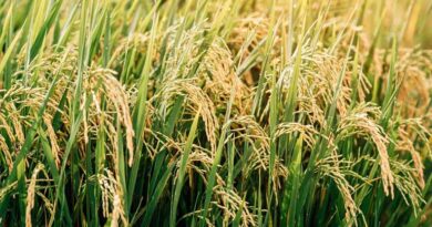 धान खरीदी में छत्तीसगढ़ देश में नंबर-1, किसानों को 1.40 लाख करोड़ का भुगतान  