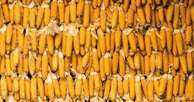 सोयाबीन से खेत छीनती मक्का की फसल, बढ़ सकती है भारत में यूरिया की मांग