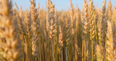 13 March Wheat Mandi Rate: उत्तर प्रदेश में ₹2300 से ₹2585 प्रति क्विंटल तक बिका गेहूं, रूरा मंडी में सबसे ज्यादा आवक  