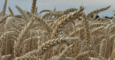 आज का गेहूँ मंडी रेट (13 मार्च 2026)