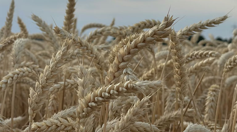 आज का गेहूँ मंडी रेट (13 मार्च 2026)