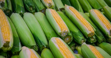 आज का मक्का मंडी रेट (13 मार्च 2026)