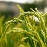 आज का धान मंडी रेट (13 मार्च 2026)