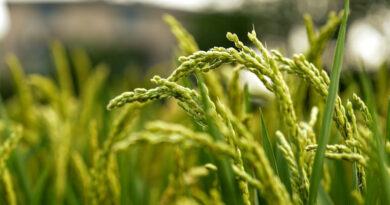 आज का धान मंडी रेट (13 मार्च 2026)