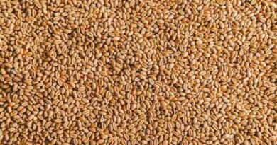 गेहूं खरीदी केंद्रों पर सभी आवश्‍यक व्‍यवस्‍थाएं पूर्ण