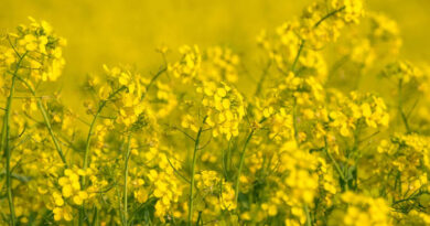 राजस्थान में किसानों को राहत ! सरसों और चना की खरीदी का निर्णय