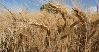 14 March Wheat Rate: उत्तर प्रदेश में आज 2200 से 2600 रुपये क्विंटल बिका गेहूं, बदायूं में सबसे ज्यादा आवक
