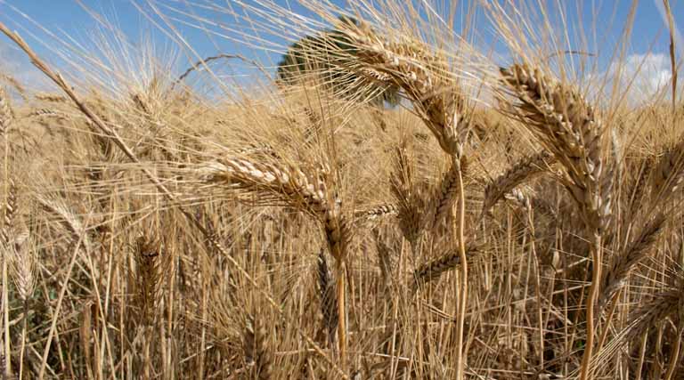 14 March Wheat Rate: उत्तर प्रदेश में आज 2200 से 2600 रुपये क्विंटल बिका गेहूं, बदायूं में सबसे ज्यादा आवक