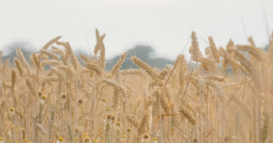 गेहूं , चना, मसूर एवं सरसों के पंजीयन कराएं किसान- उप संचालक कृषि छिंदवाड़ा