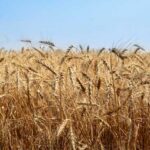 आज का गेहूँ मंडी रेट (14 मार्च 2026)