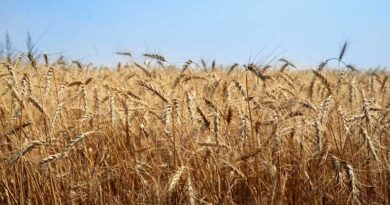 आज का गेहूँ मंडी रेट (14 मार्च 2026)