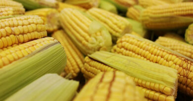 आज का मक्का मंडी रेट (14 मार्च 2026) 