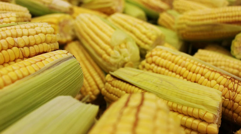 आज का मक्का मंडी रेट (14 मार्च 2026) 