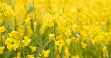 Mustard Mandi Rate: 14 मार्च को राजस्थान में 5,000 से 6,500 रुपये क्विंटल तक पहुंचे सरसों के दाम, देखें ताजा रेट-आवक