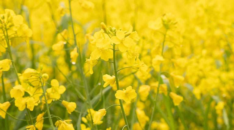 Mustard Mandi Rate: 14 मार्च को राजस्थान में 5,000 से 6,500 रुपये क्विंटल तक पहुंचे सरसों के दाम, देखें ताजा रेट-आवक