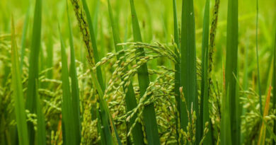 आज का धान मंडी रेट (14 मार्च 2026)