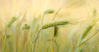मध्यप्रदेश: देवास में 1 अप्रैल से शुरू होगा समर्थन मूल्य पर गेहूं उपार्जन, 77 हजार से ज्यादा किसानों ने कराया पंजीयन