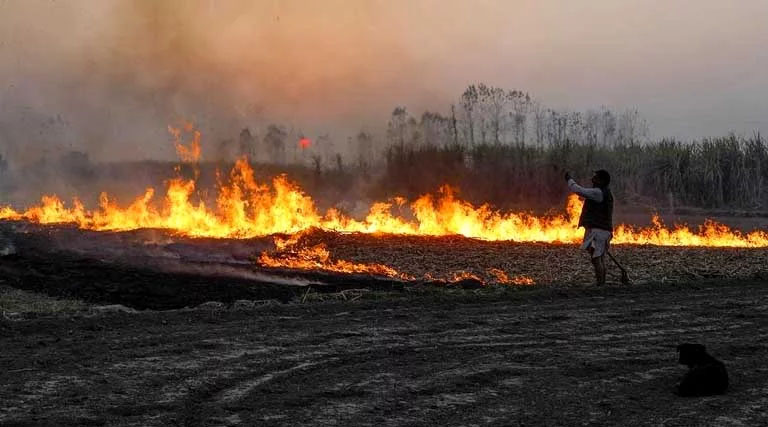 छिंदवाड़ा : नरवाई जलाने रोकने अनुभाग स्तर पर होगा कार्यशाला का आयोजन