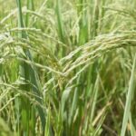 धान मंडी रेट (03 मार्च 2026)