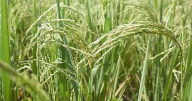 धान मंडी रेट (03 मार्च 2026)