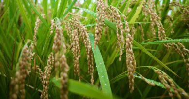 आज का धान मंडी रेट (16 मार्च 2026)